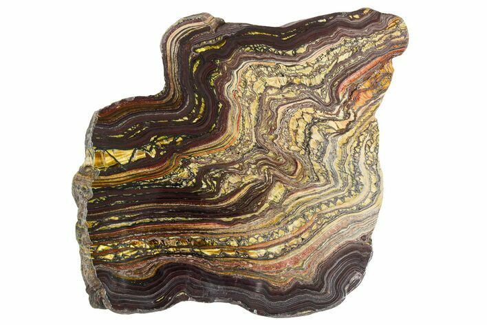 Polished Tiger Iron Stromatolite Slab - Billion Years #351867